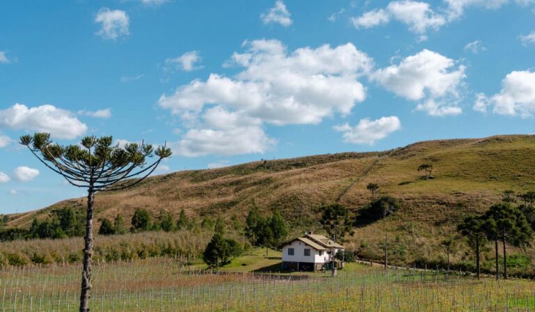 Vinícola na Serra Catarinense